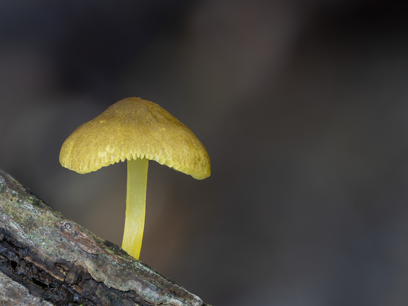 Pluteus vellingae